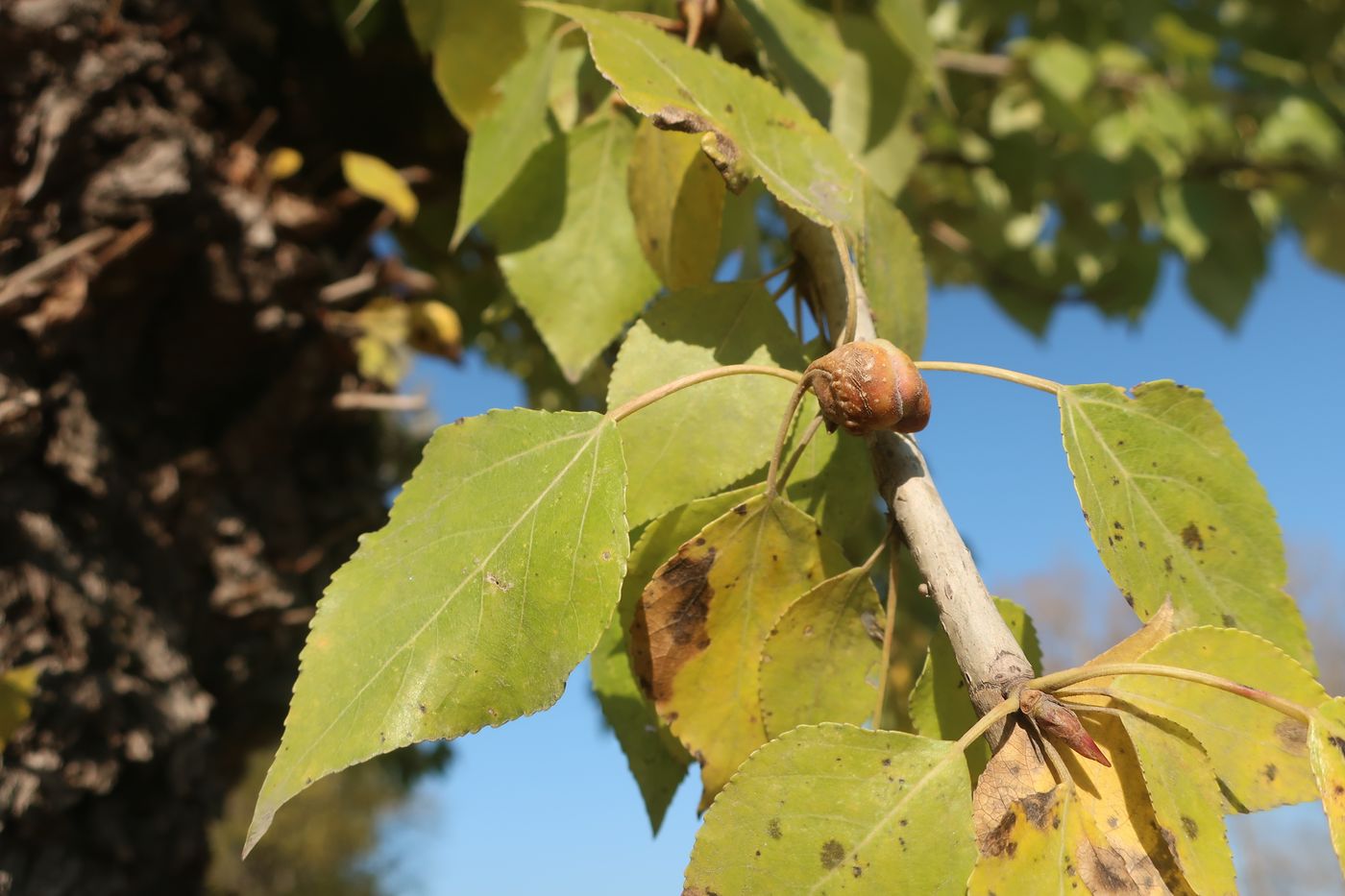 Изображение особи Populus &times; berolinensis.