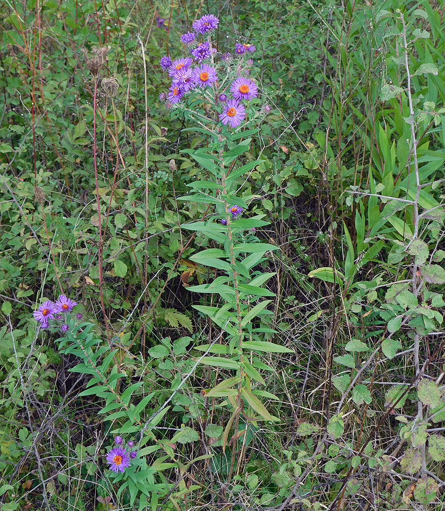 Image of Symphyotrichum novae-angliae specimen.