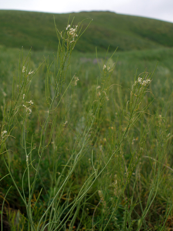 Image of genus Sisymbrium specimen.