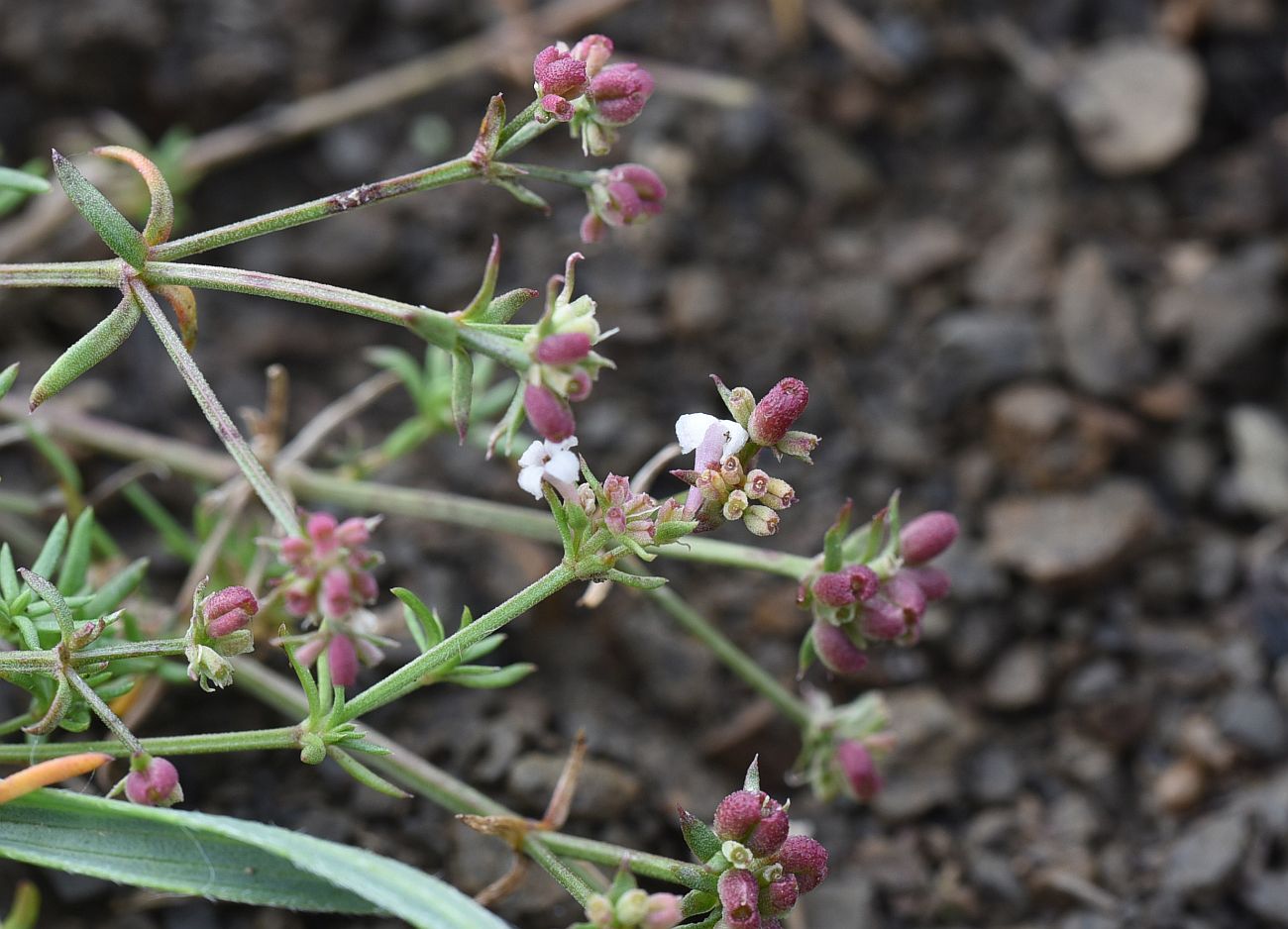 Image of Asperula cristata specimen.