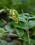 Lathyrus aureus. Верхушка побега с соцветием. Армения, обл. Тавуш, Дилижанский национальный парк, берег оз. Парз, ≈ 1300 м н.у.м., опушка широколиственного леса. 22.06.2022.