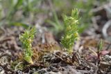 Asterolinon linum-stellatum