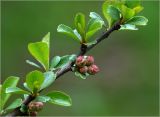 Chaenomeles japonica