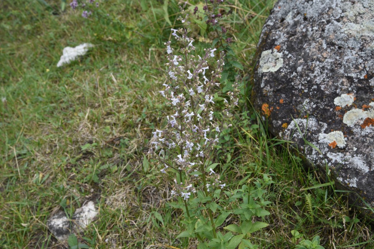 Image of Nepeta nuda specimen.