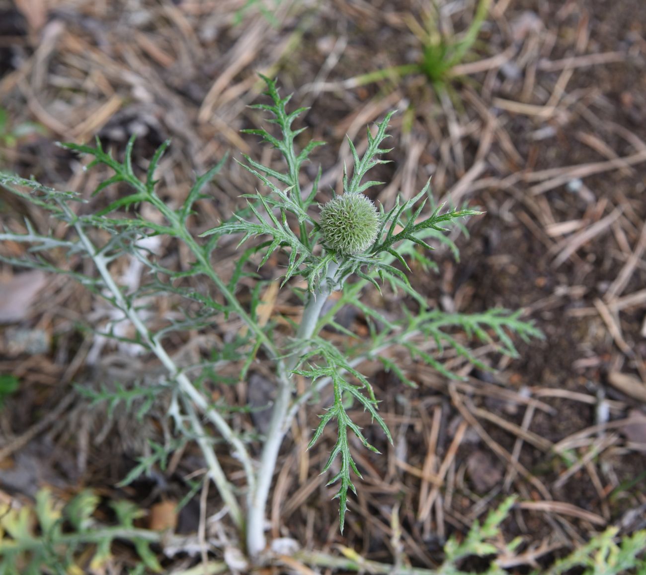 Image of Echinops ruthenicus specimen.