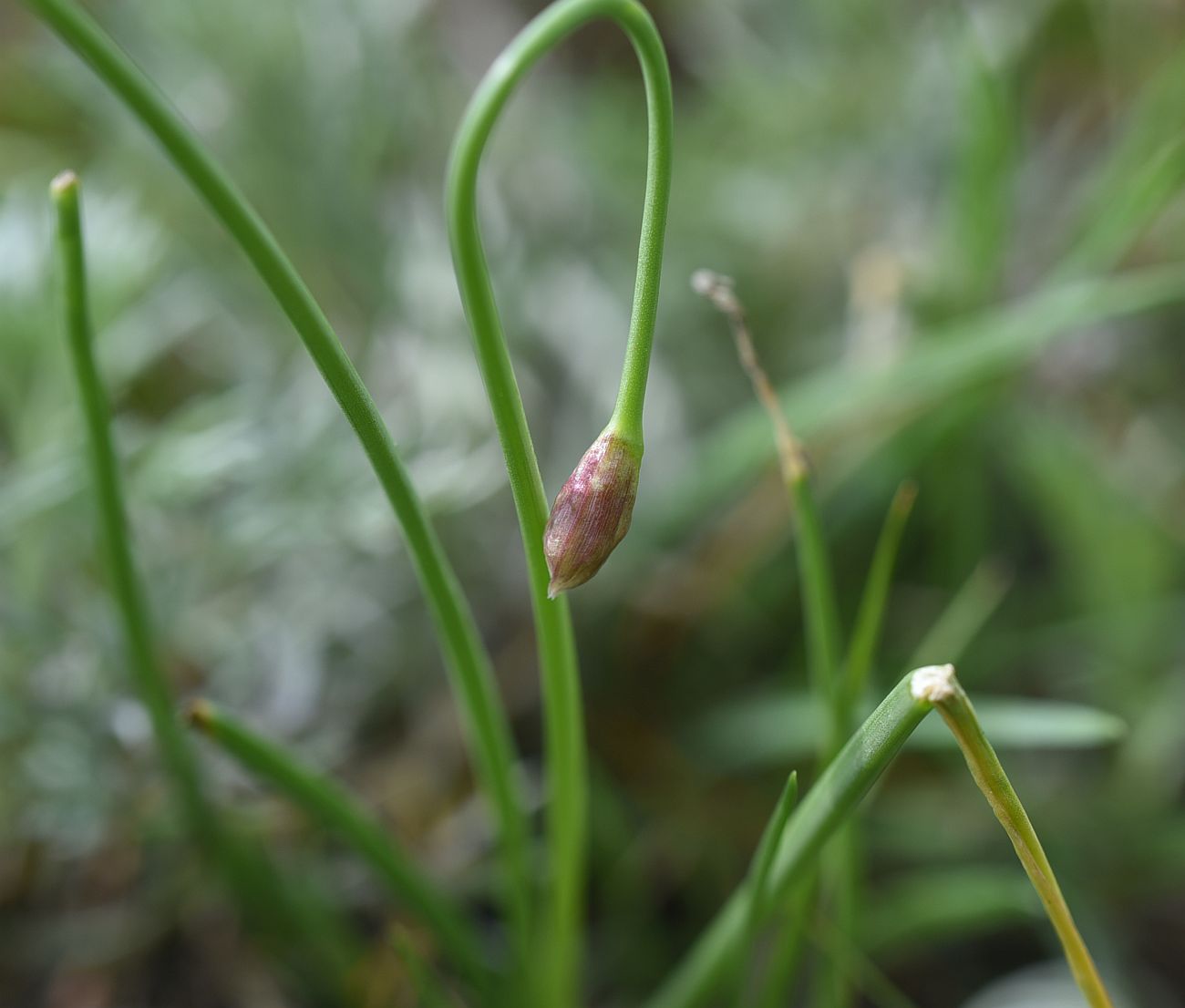 Image of genus Allium specimen.