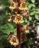 Orobanche laxissima