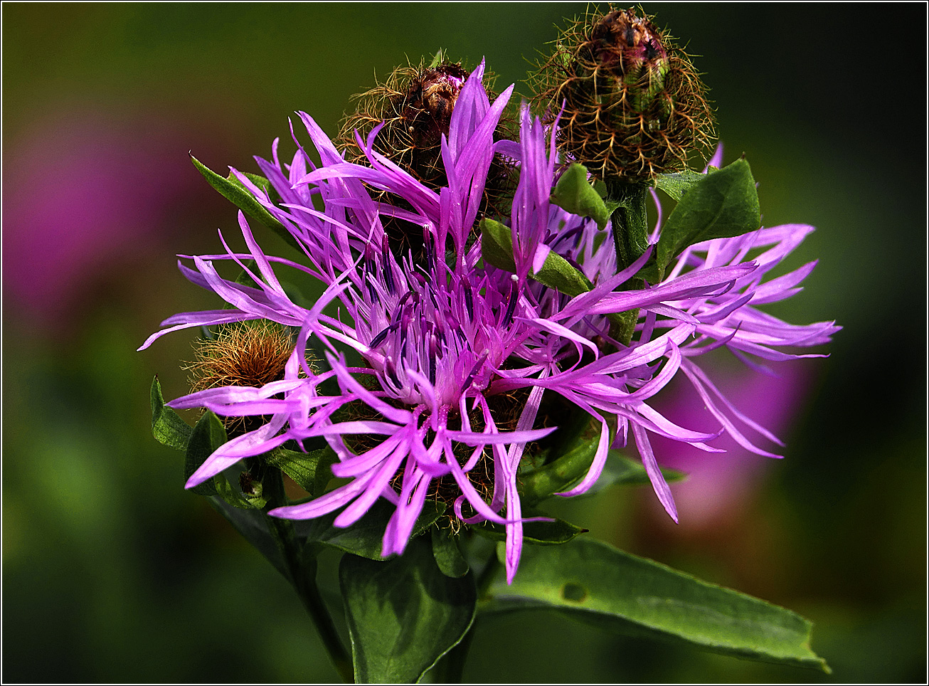 Image of Centaurea phrygia specimen.