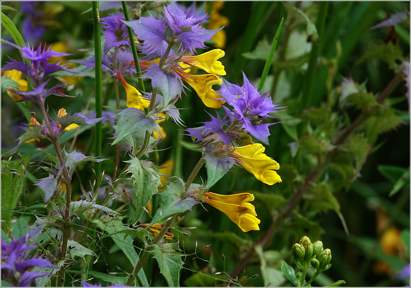 Изображение особи Melampyrum nemorosum.