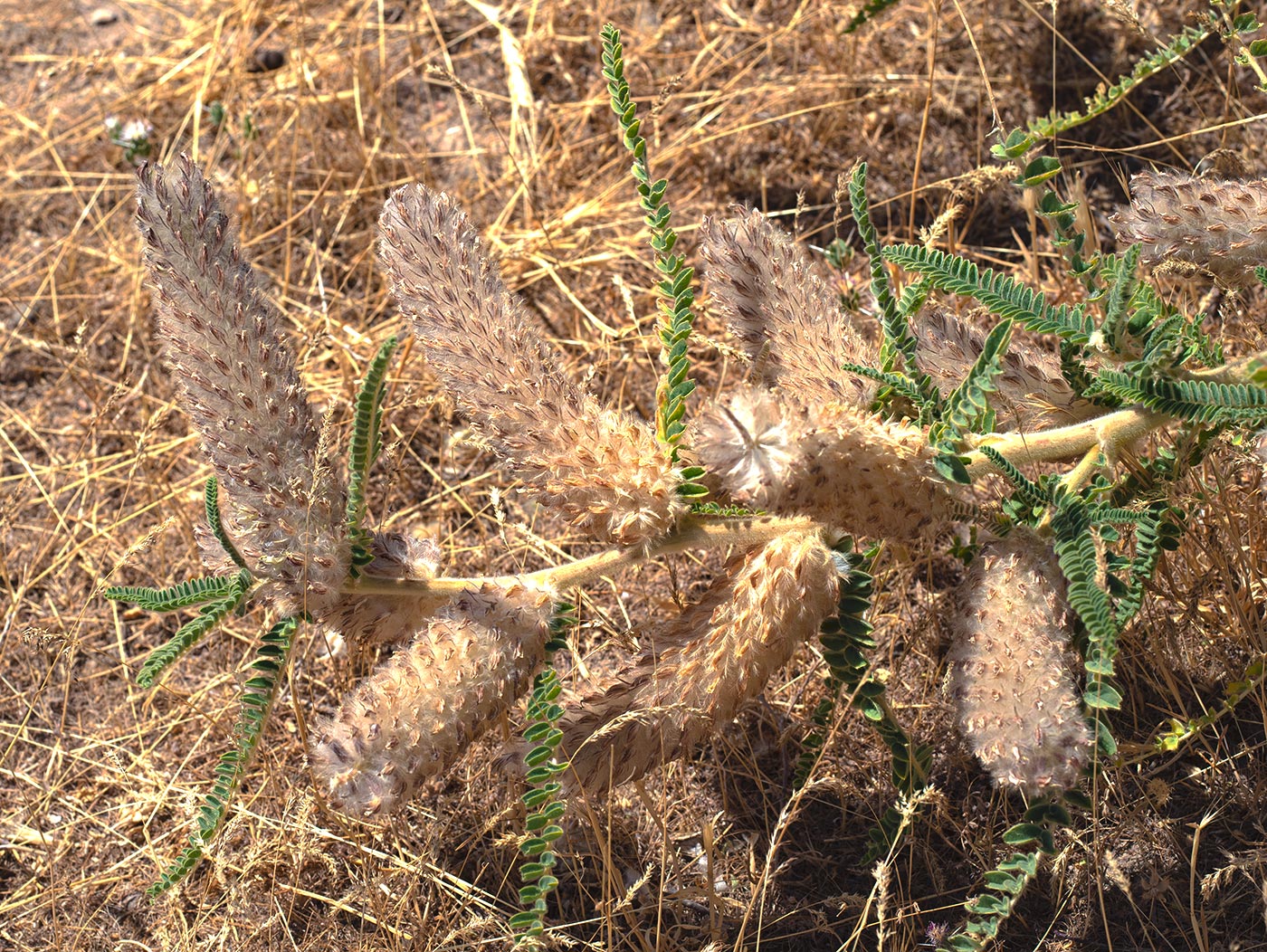 Image of Astragalus alopecias specimen.