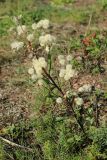 Erigeron acris. Плодоносящее растение. Ленинградская обл., Ломоносовский р-н, окр. Шепелёвского маяка; п-ов Каравалдай, восточное побережье, подножье тыльной части берегового вала (за дорогой), псаммофильный лужок у края тростниковых зарослей. 23.09.2023.