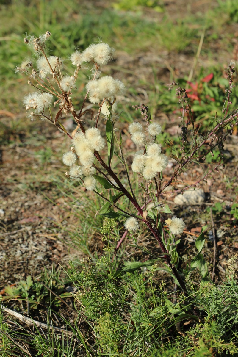 Image of Erigeron acris specimen.