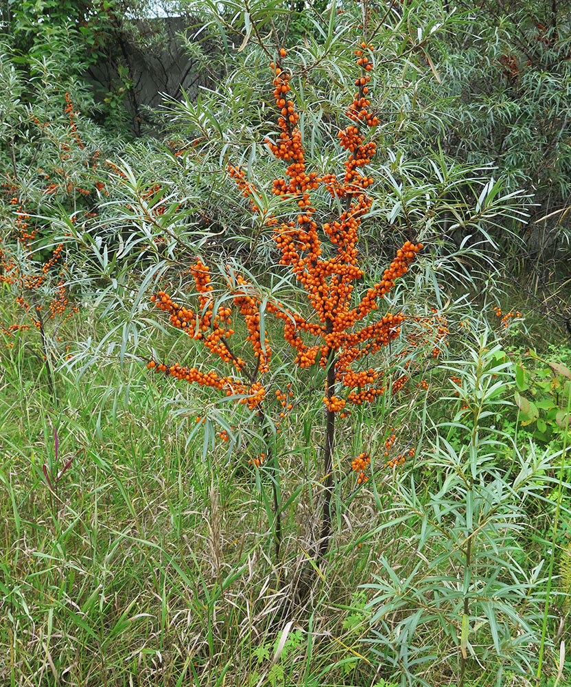 Изображение особи Hippophae rhamnoides.