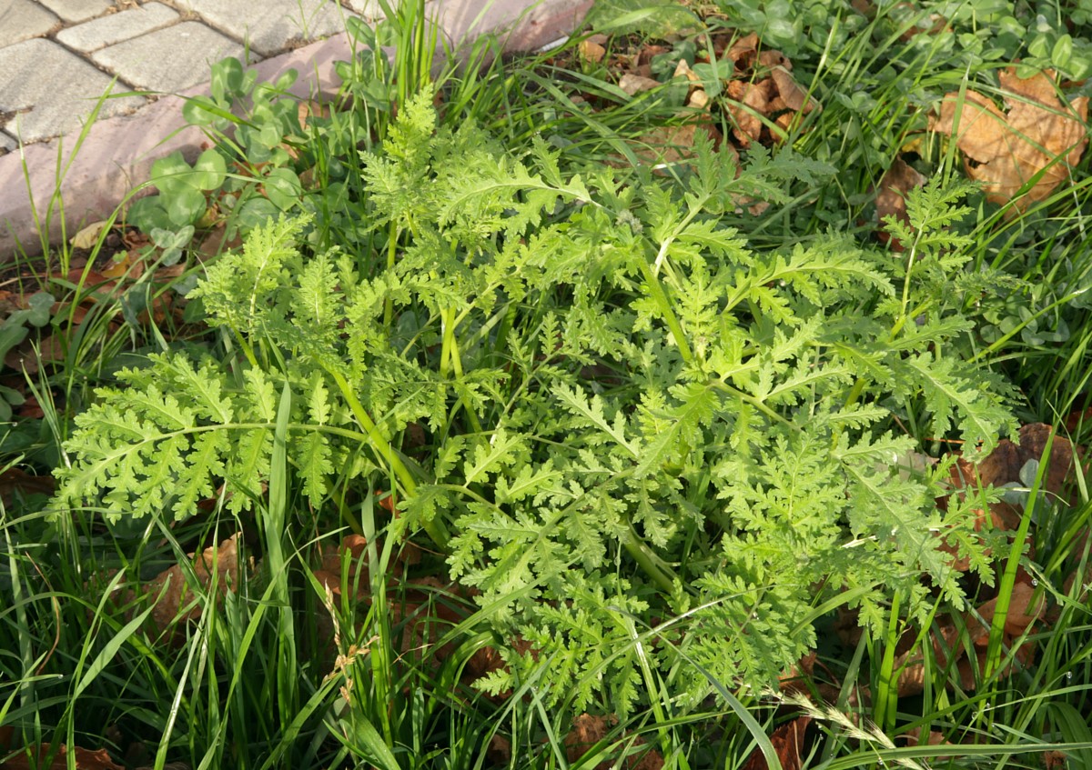 Image of Phacelia tanacetifolia specimen.