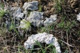 Смотреть изображение Diploschistes diacapsis