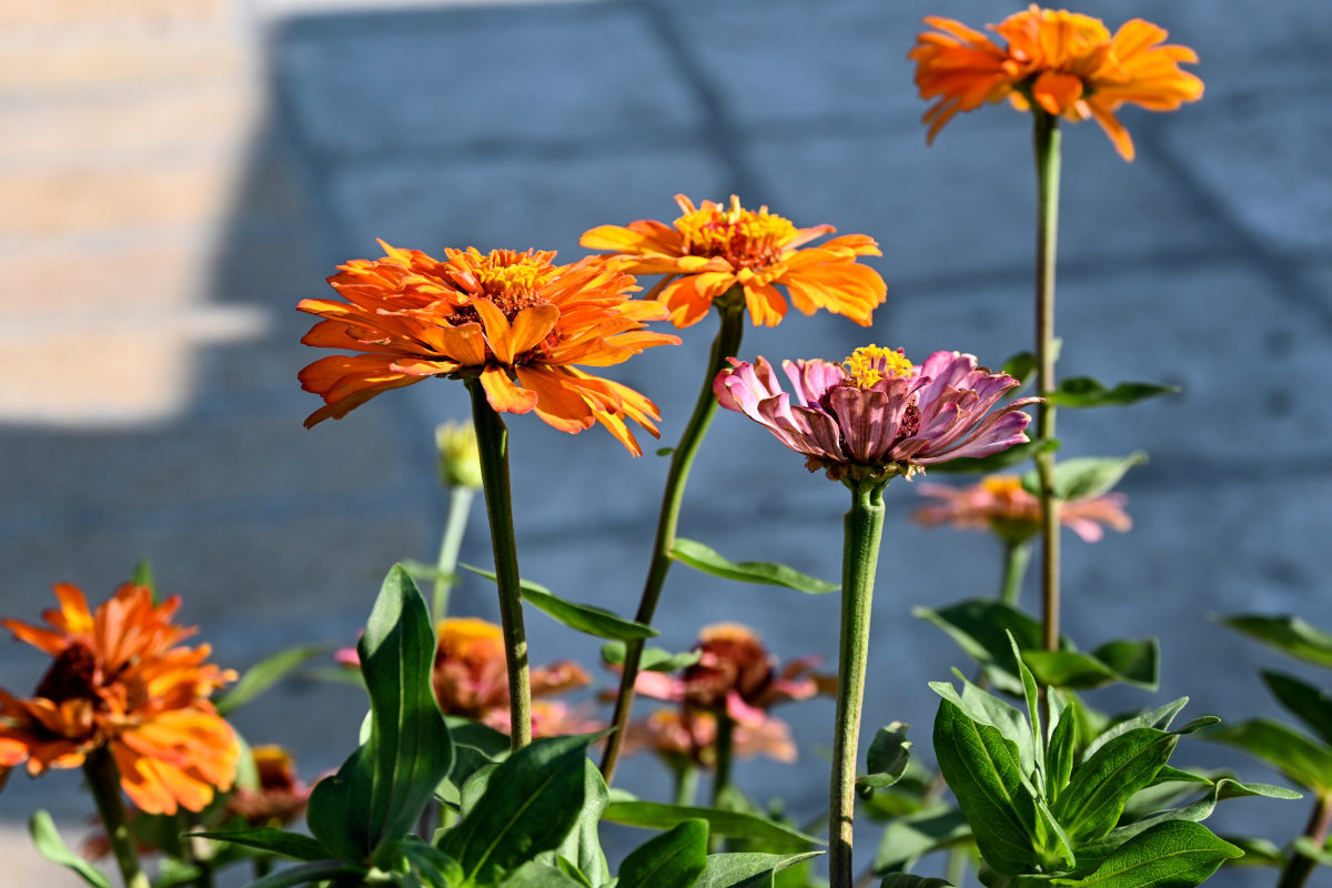 Изображение особи Zinnia elegans.