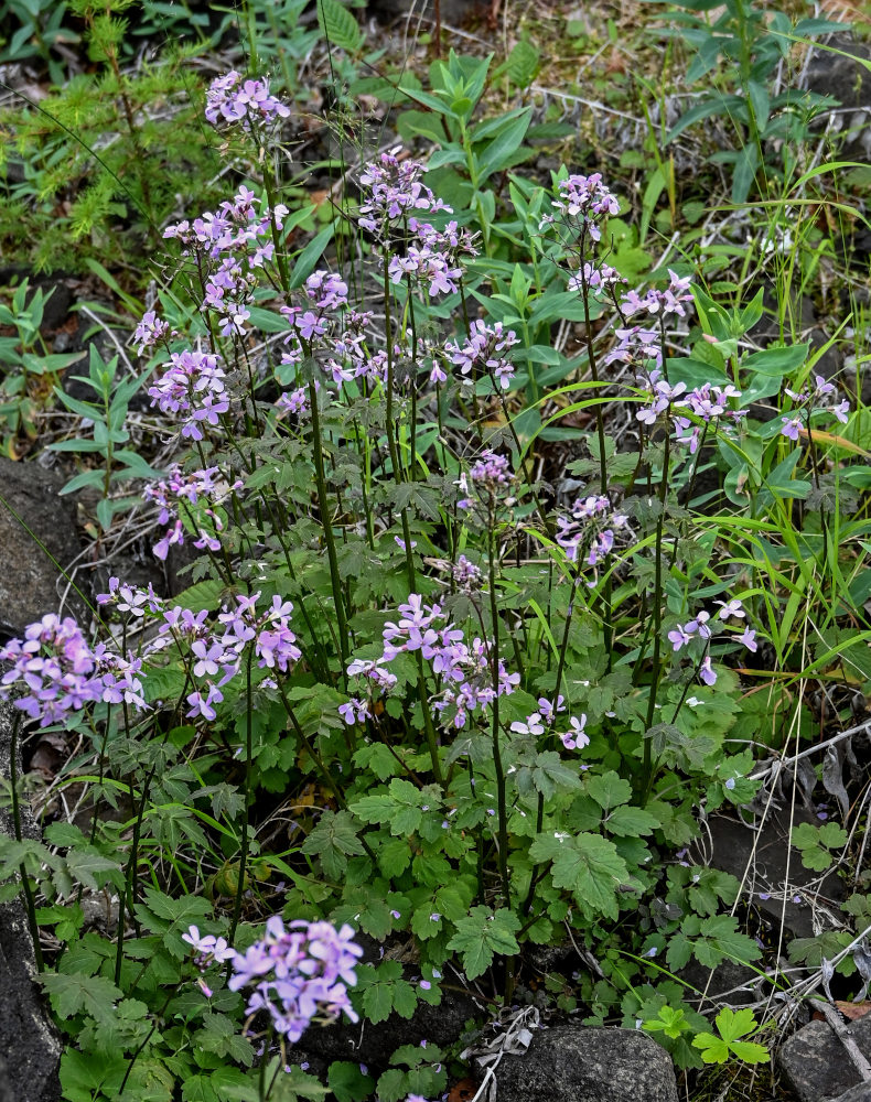 Изображение особи Cardamine macrophylla.