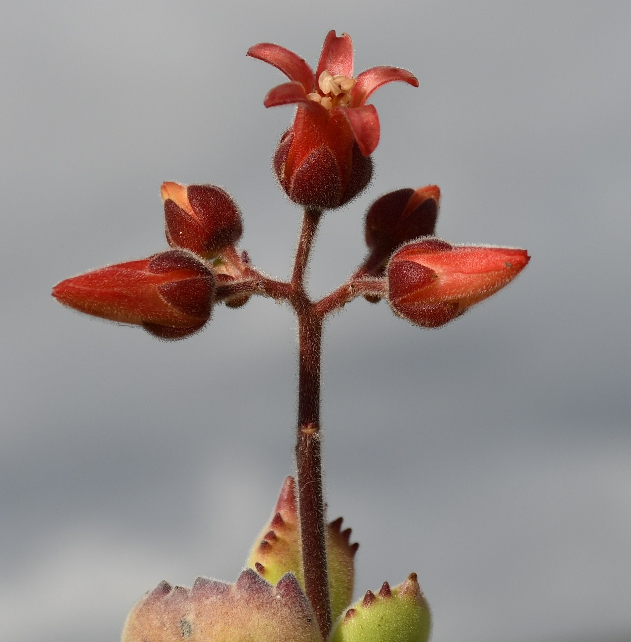 Изображение особи Cotyledon tomentosa.