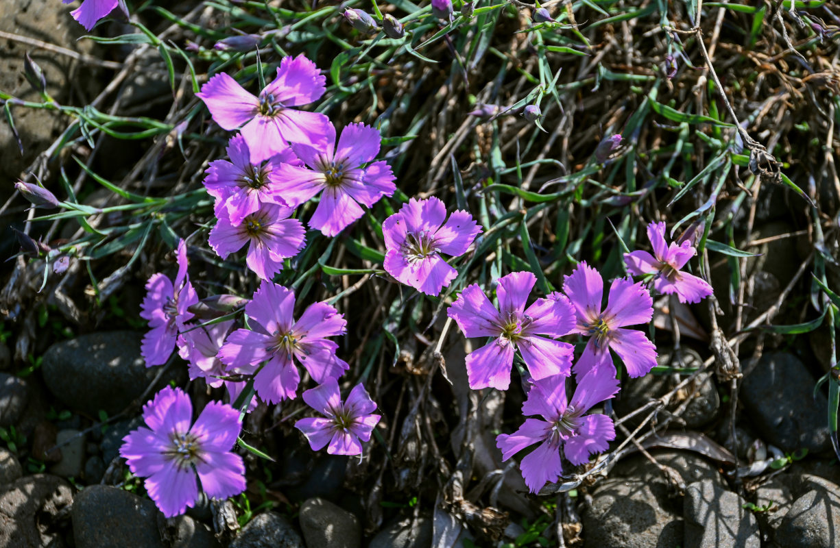 Image of Dianthus repens specimen.