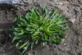 Plantago lanceolata