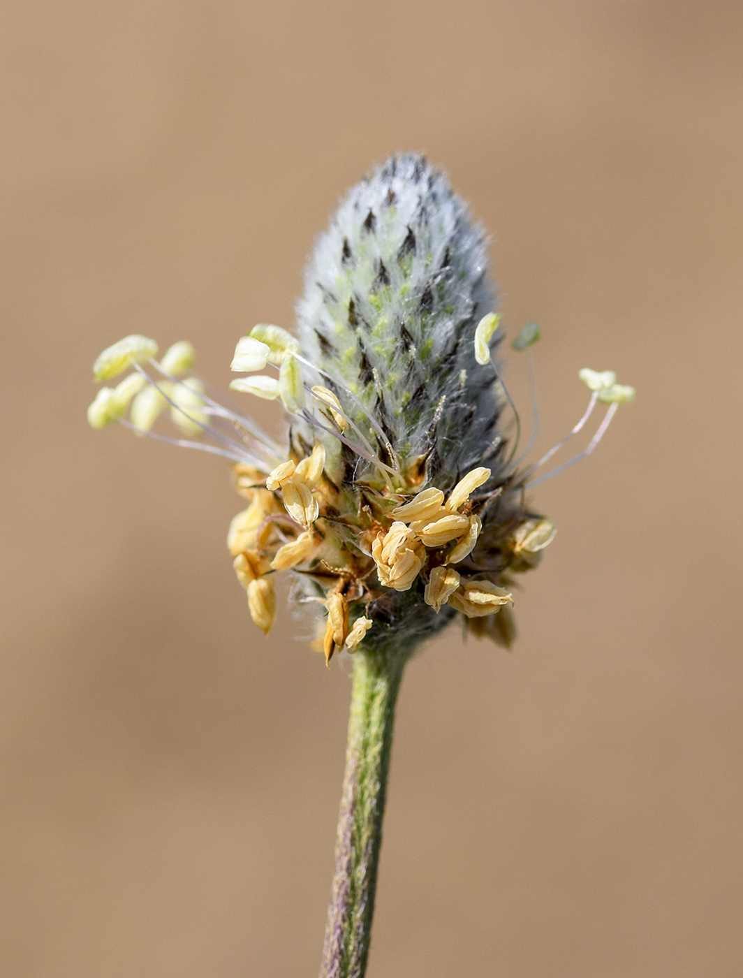 Изображение особи Plantago lagopus.