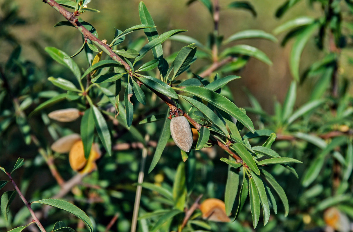 Amygdalus communis - Изображение особи - Плантариум