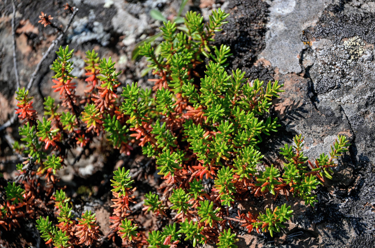 Image of genus Empetrum specimen.