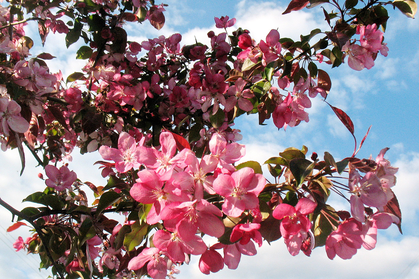 Image of Malus &times; purpurea specimen.