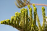 Araucaria heterophylla. Боковые побеги на верхушке ветви. Египет, мухафаза Александрия, г. Александрия, парк \"Монтаза\", в культуре. 05.01.2024.