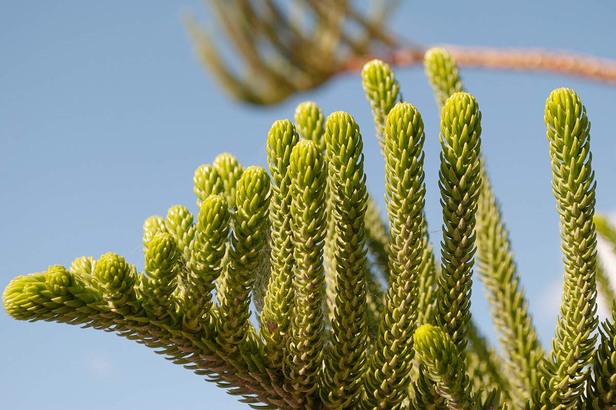 Image of Araucaria heterophylla specimen.