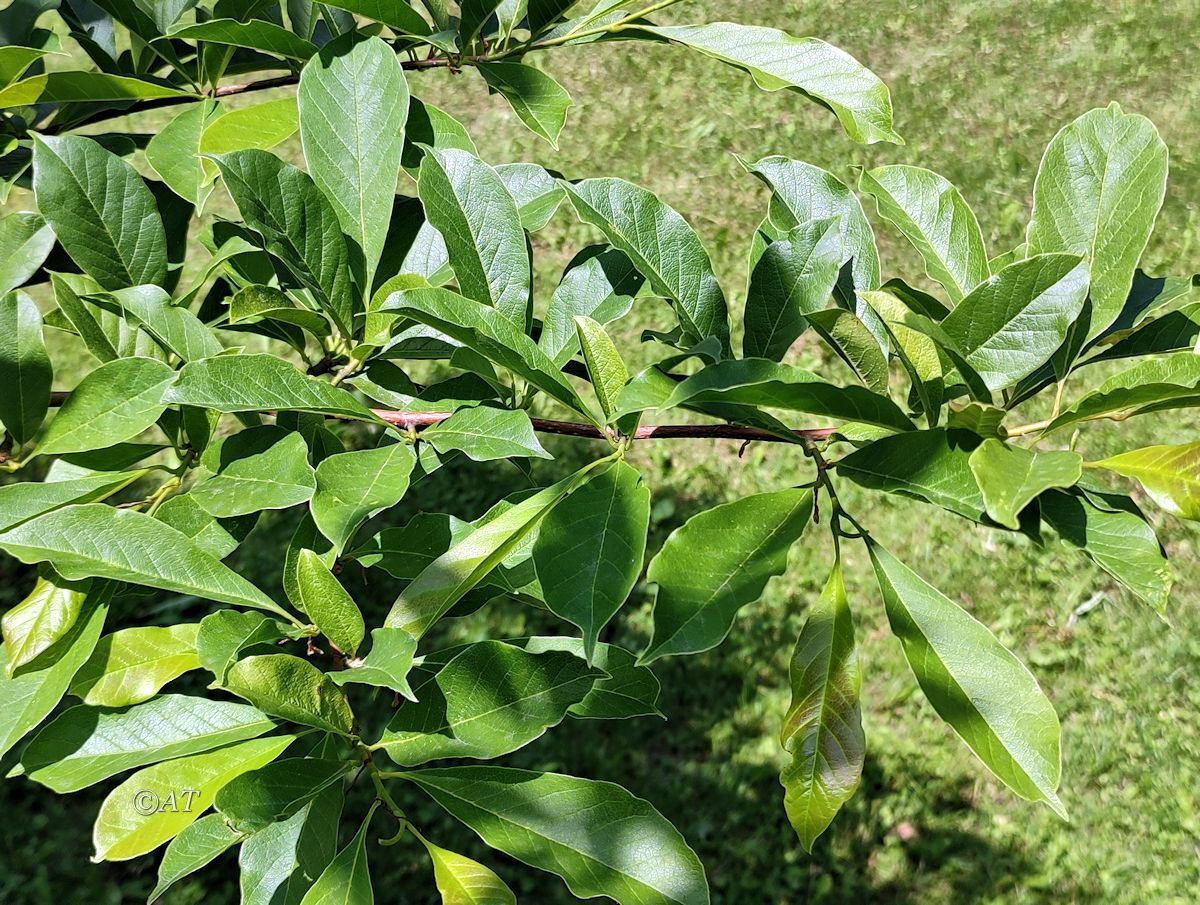 Image of Magnolia kobus specimen.