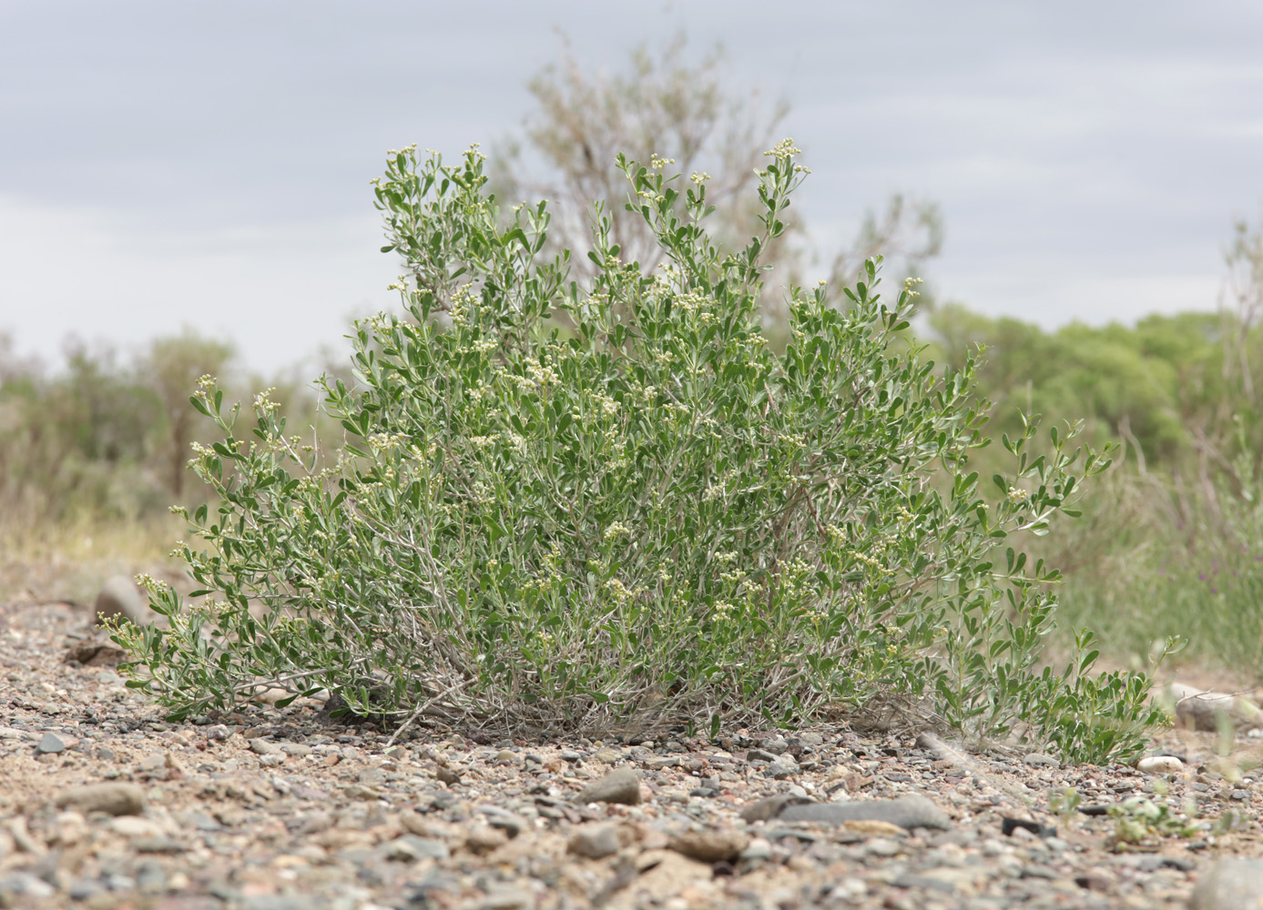 Image of Nitraria schoberi specimen.