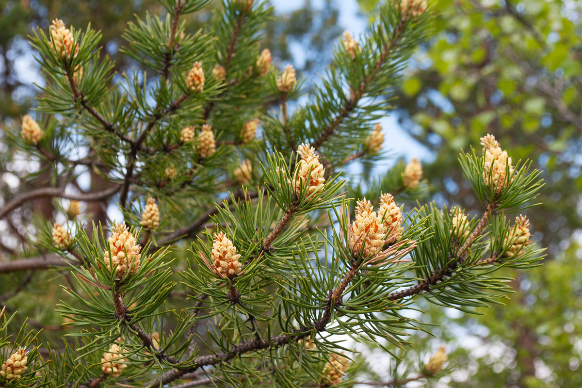 Image of Pinus friesiana specimen.