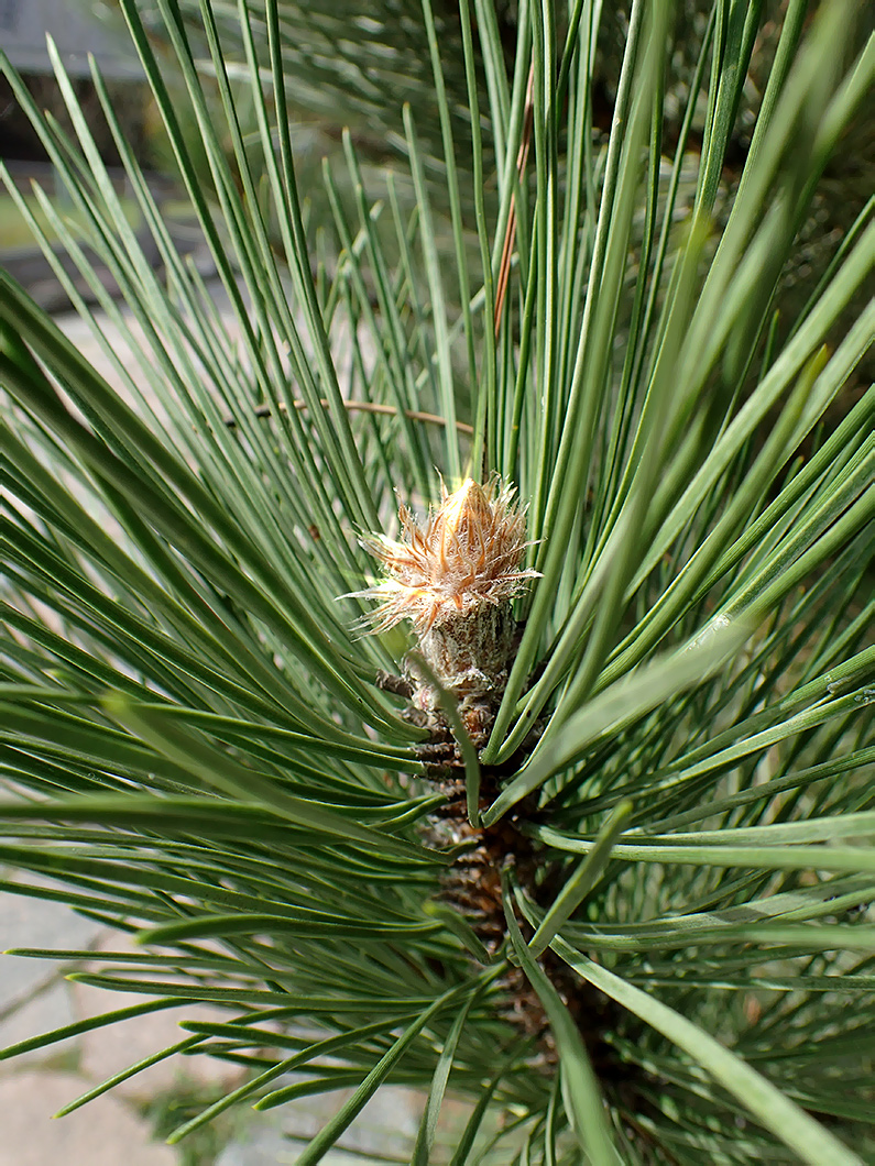 Изображение особи Pinus nigra.