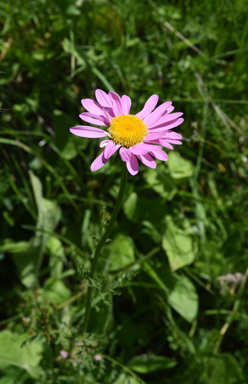 Изображение особи Pyrethrum coccineum.