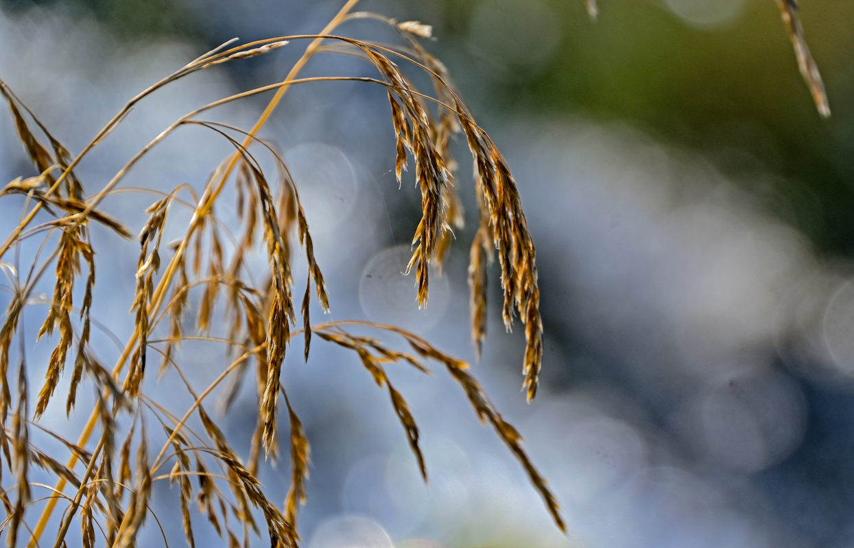 Изображение особи семейство Poaceae.