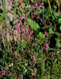 Persicaria minor. Верхушки побегов с соцветиями. Московская обл., Дмитровский гор. округ, окр. оз. Свиное, опушка смешанного леса. 20.07.2024.