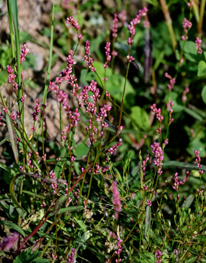 Image of Persicaria minor specimen.