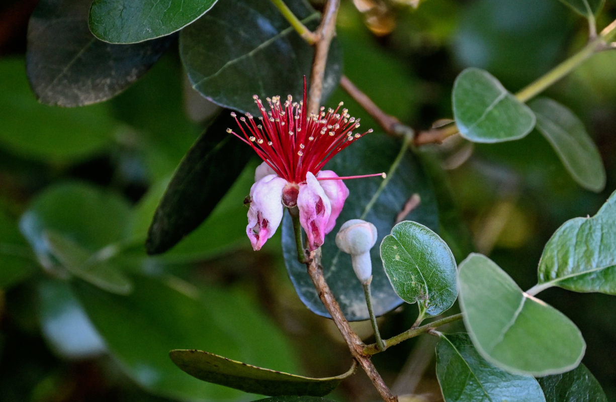 Image of Acca sellowiana specimen.