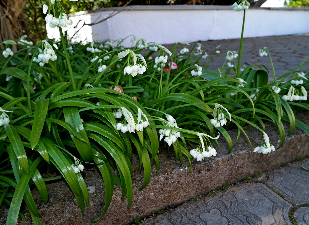 Изображение особи Allium paradoxum.