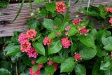 Lantana camara