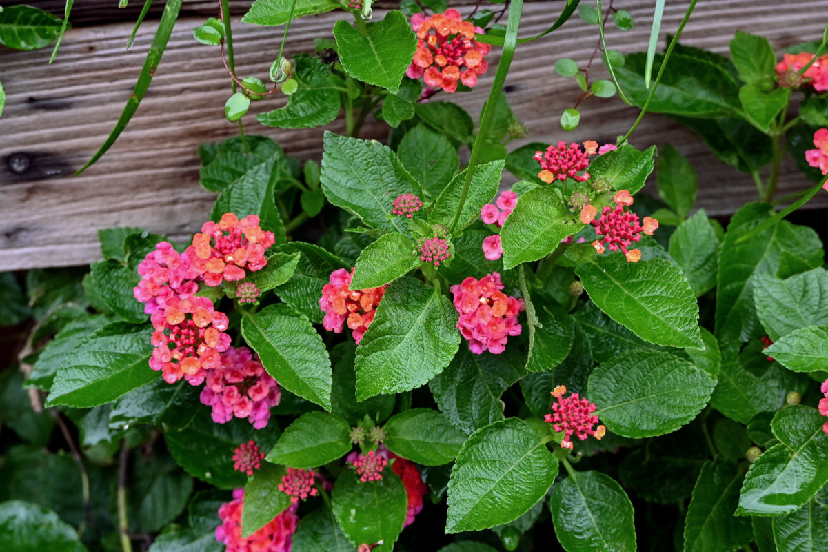 Изображение особи Lantana camara.