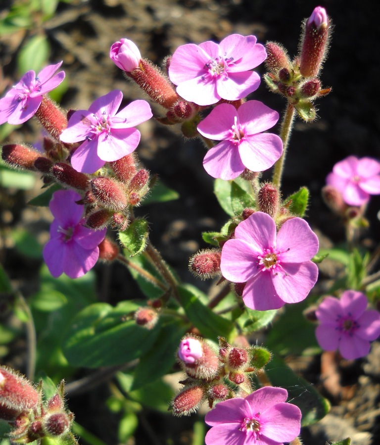 Image of Saponaria ocymoides specimen.