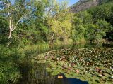 Nymphaea × marliacea. Цветущие растения. Крым, Южный Берег, подножие горы Аю-Даг, окр. ПГТ Партенит, небольшое озеро в парке. 24.05.2024.