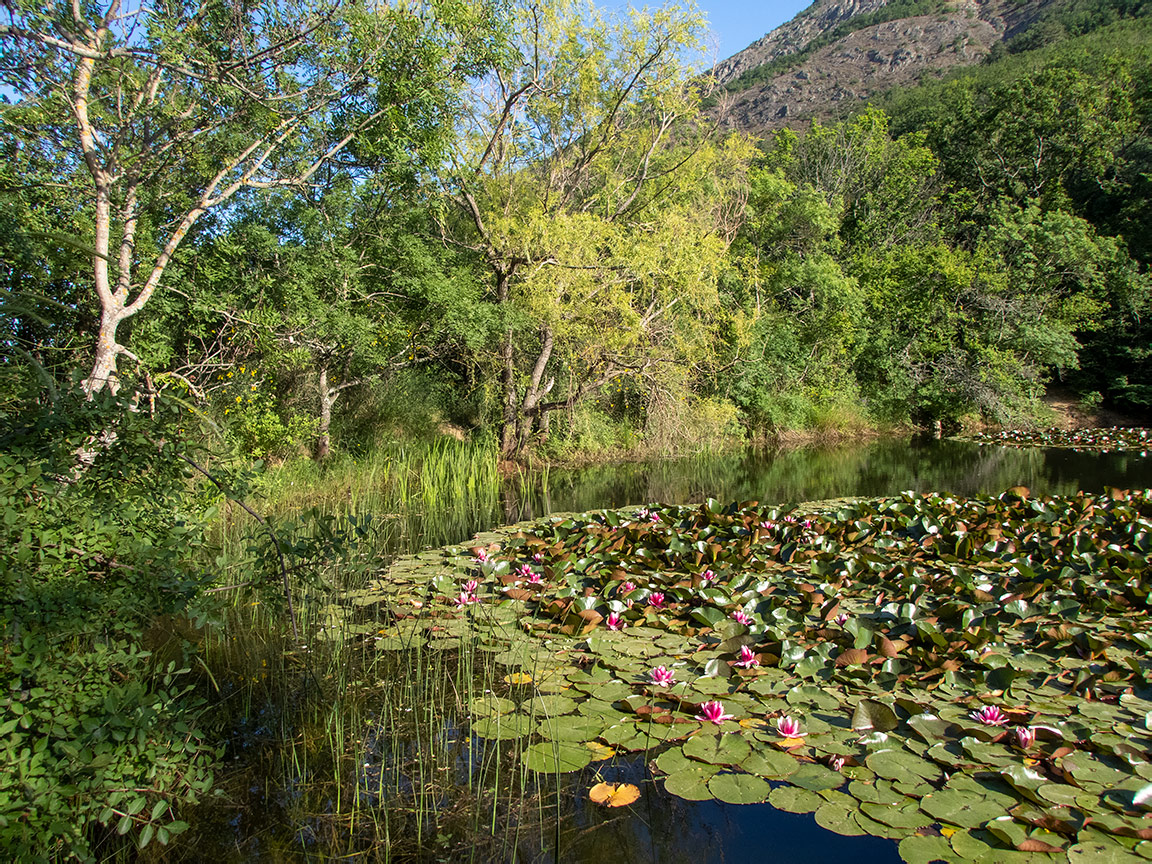 Image of Nymphaea &times; marliacea specimen.