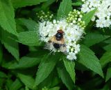 род Spiraea