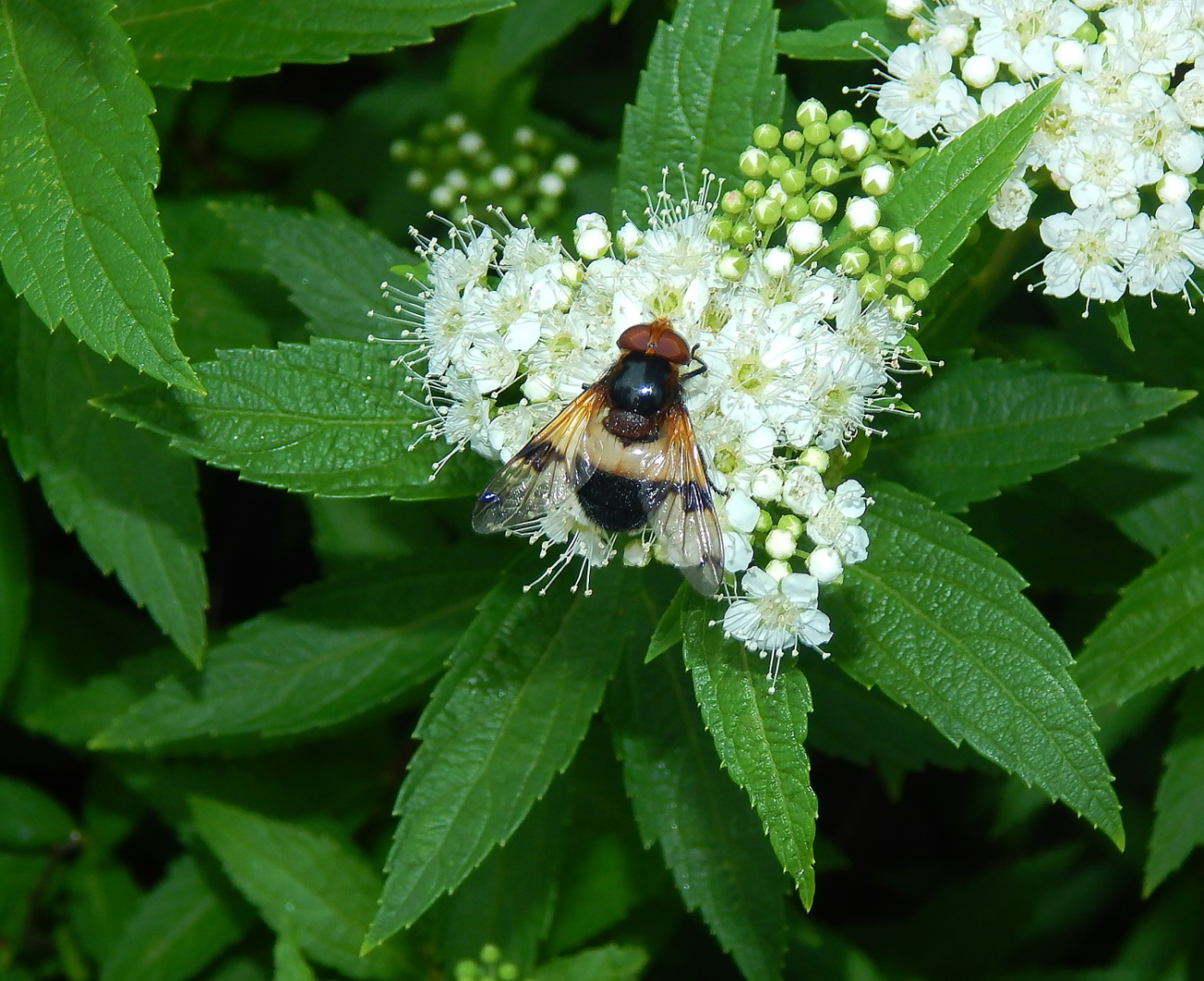 Изображение особи род Spiraea.