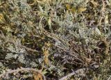 Artemisia caerulescens подвид gallica. Прикорневая часть растения с вегетативными побегами (цельные эллиптические листья вокруг - Halimione portulacoides). Испания, автономное сообщество Каталония, провинция Жирона, комарка Баш Эмпорда, муниципалитет Тороэлья-де-Монгри, окр. устья р. Тер, осушенный маршевый луг Платера (Platera). 22.09.2024.