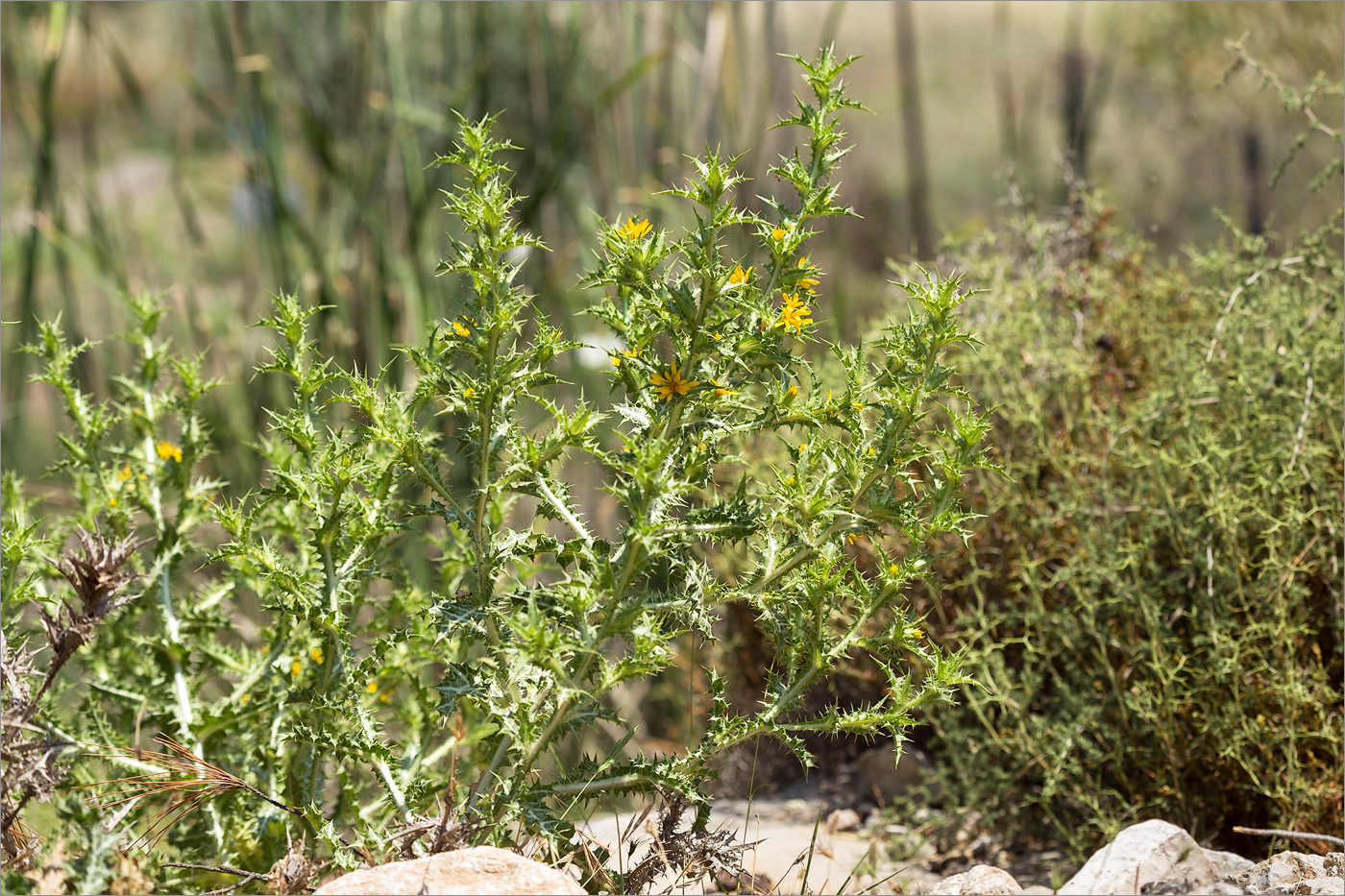 Изображение особи Scolymus hispanicus.