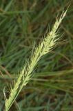 Echinochloa crus-galli. Соплодие. Узбекистан, Андижанская обл., Асакинский р-н, Асакинское лесное хозяйство, берег р. Аравансай. 12.07.2021.